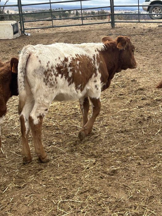 Bezzeras 5 e7 machos 6 meses  em biologico