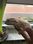Agama brodata plus terrarium