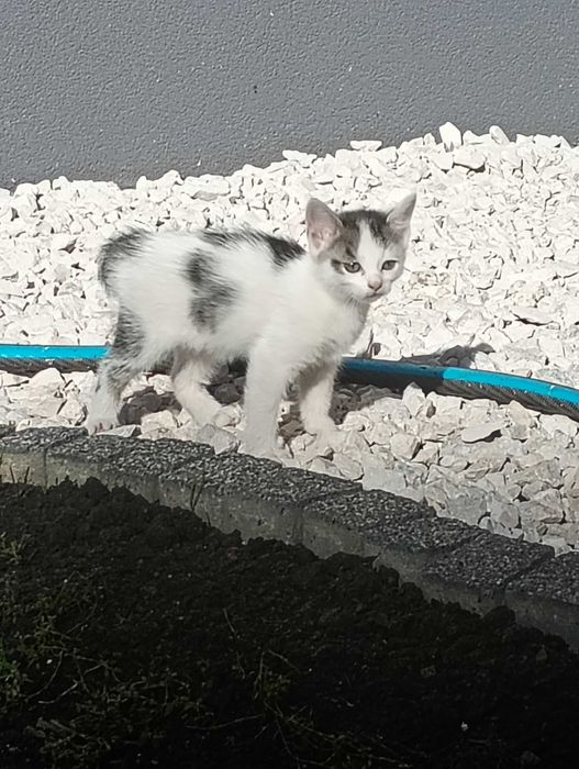 Kotki szukają domu