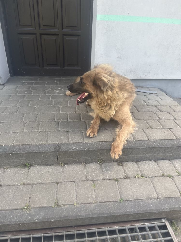 Oddam suczke typu owczarek w dobre ręce