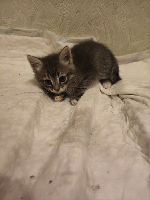 Отдам котят ( бесплатно)