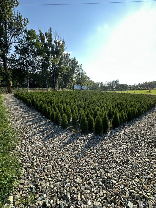 Tuja thuje szmaragd transport sadzenie szmragdy