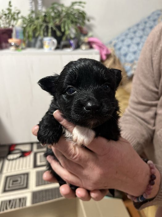 Собачка маленької породи в добрі руки