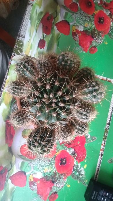 Katus w donice z małymi .