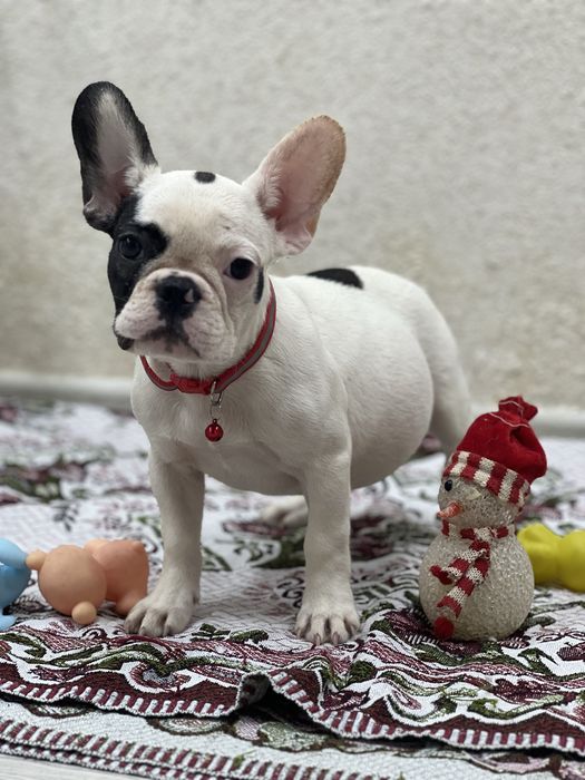 Французики карапузики