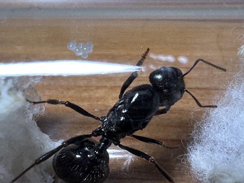 Messor barbarus królowa z potomstwem