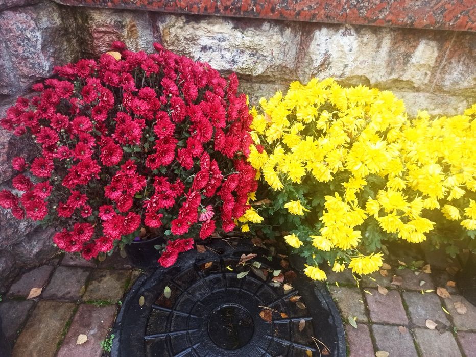 Хризантема бигуди, черенки