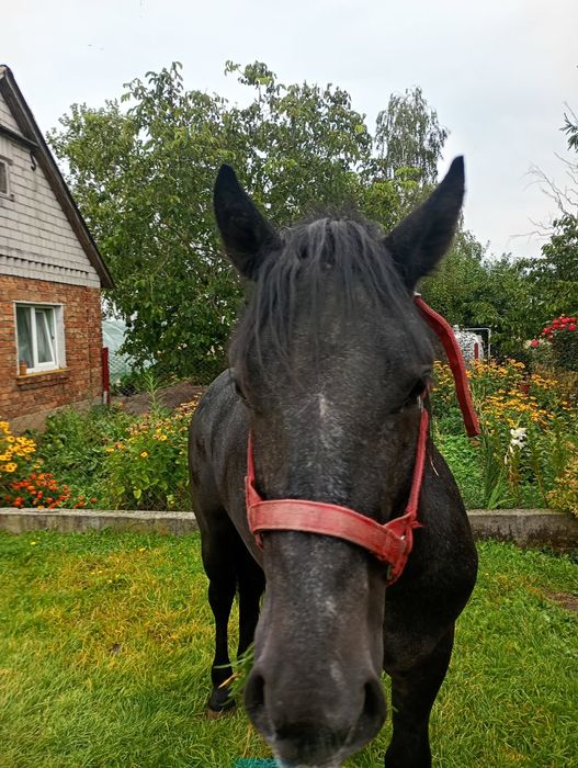 Sprzedam ogier Śląski