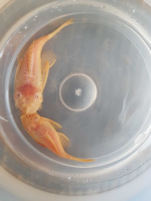 Glonojady młoda para chowana na kranówce