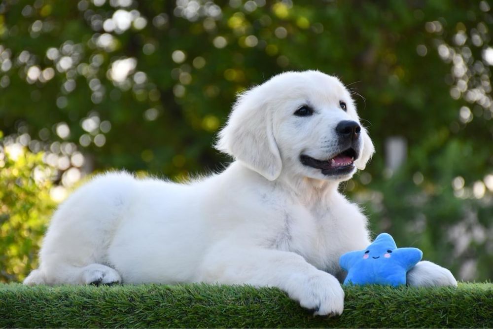 Цуценята Золотистого ретривера