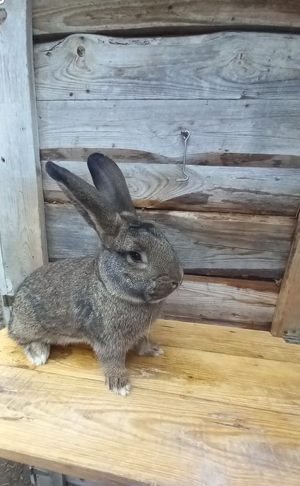 Sprzedam samca mieszańca