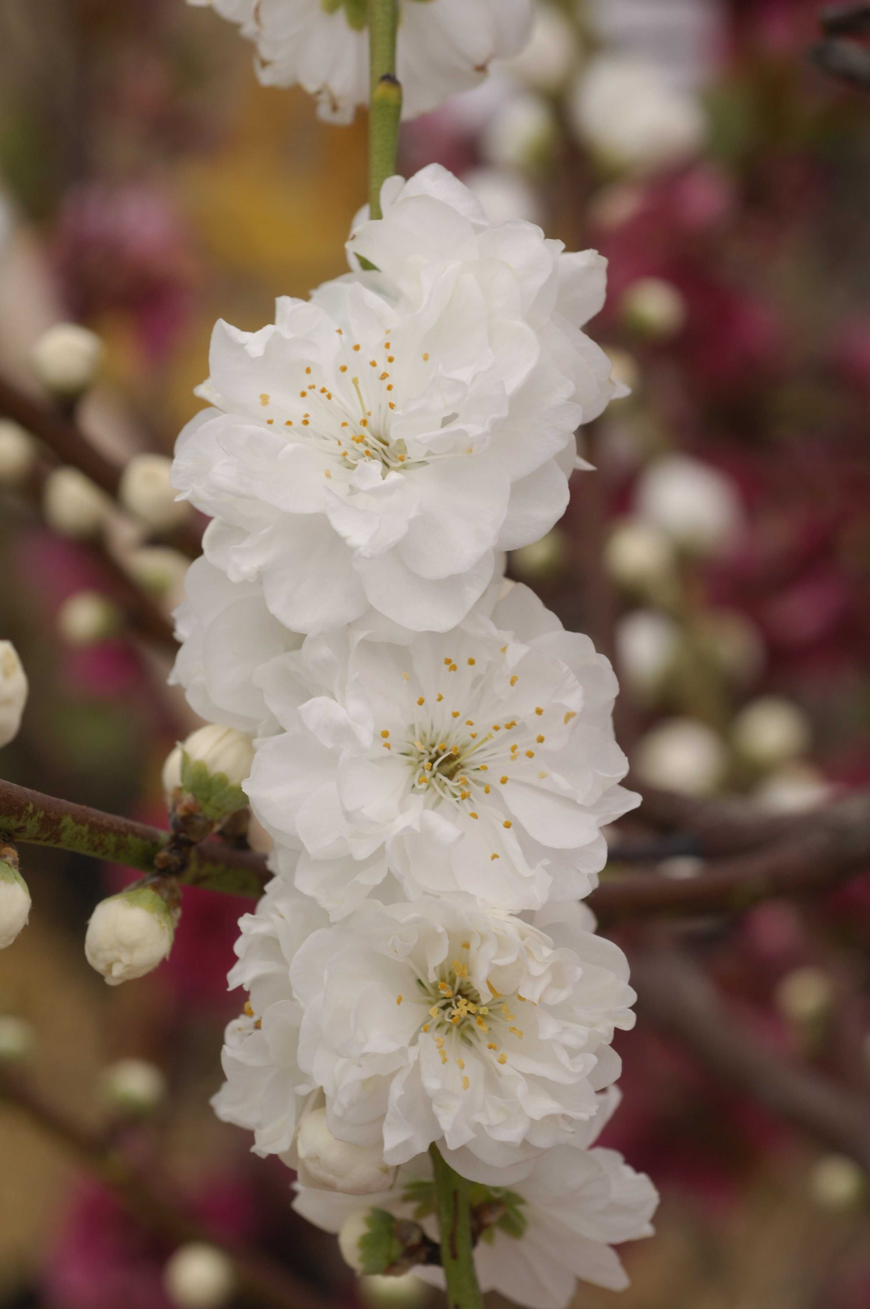 Brzoskwinia ozdobna - Prunus persica "Taoflora", unikat, duże drzewka!