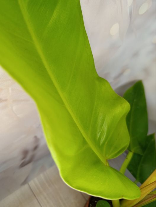 Філодендрон Бразилія,Лайт Грін,Веррукозум,Ксанаду.Алоказія.