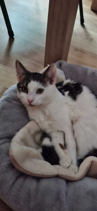 4 miesieczna Majusia szuka kochajacego domku