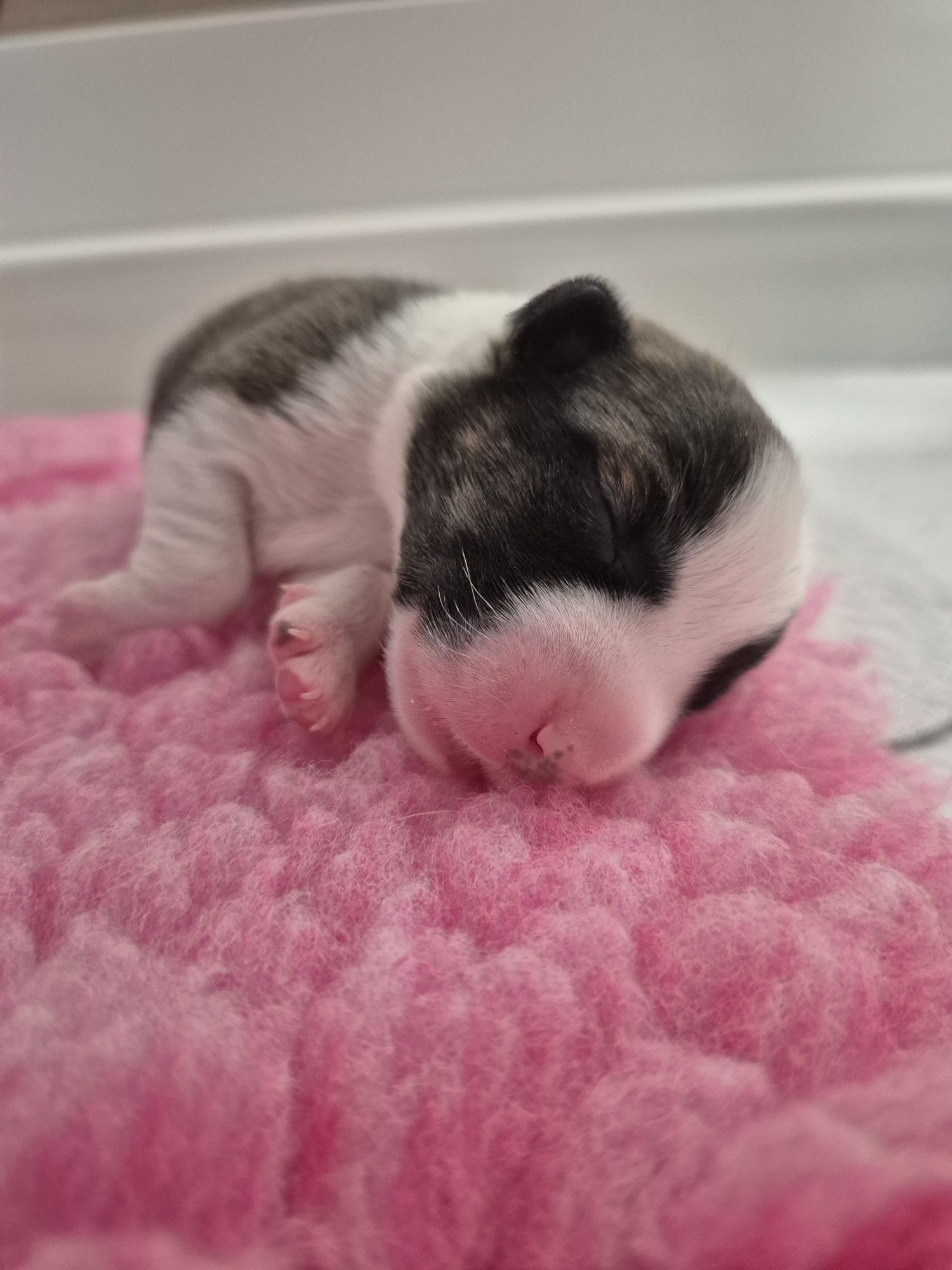 Welsh Corgi chłopiec FCI