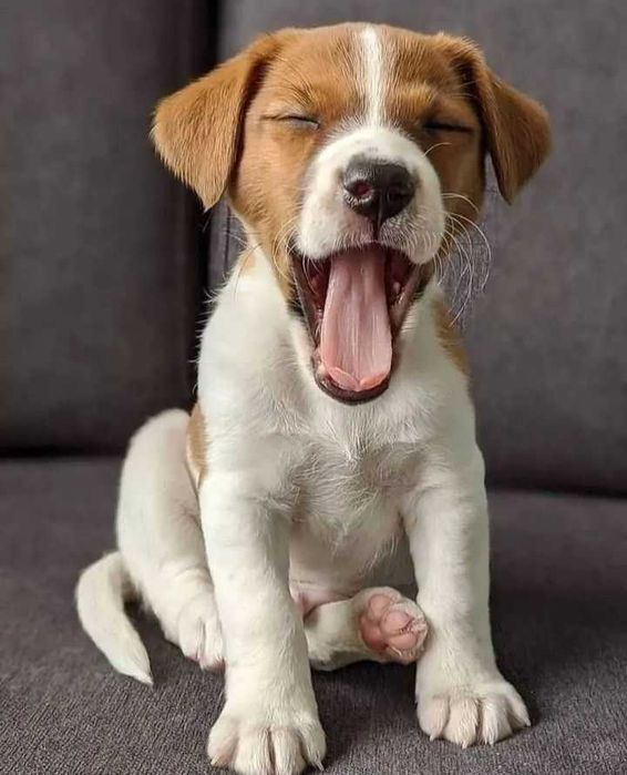 Цуценя джек рассел дівчатка, вакцинована з паспортом