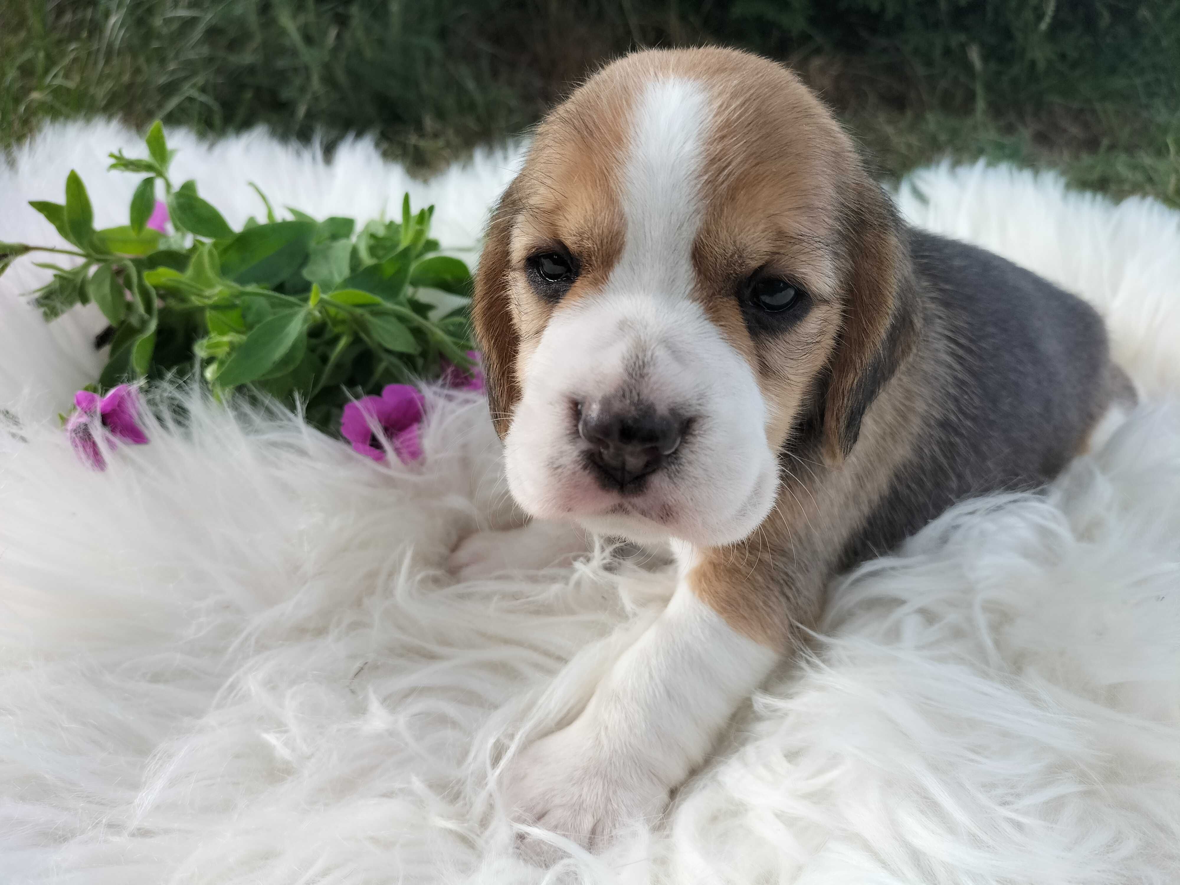 Sunia rasy Beagle Lila