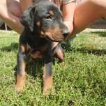 Doberman suczka gotową do odbioru  rodowód