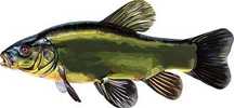 Lin kroczek 25-30cm ( karp )