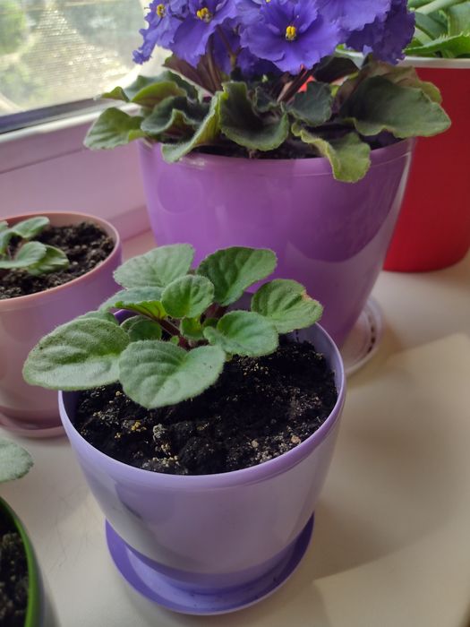 Пагони кімнатної  фіалки у горшечках