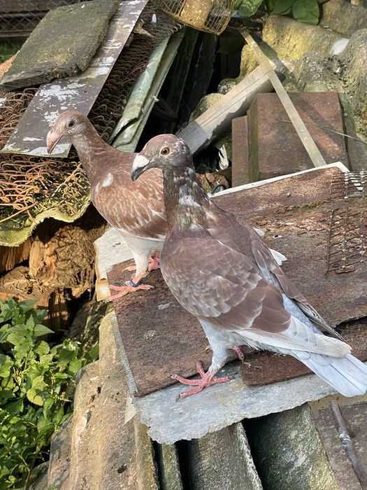 Декоративні кури