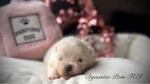 Szpic miniaturowy pomeranian FCI