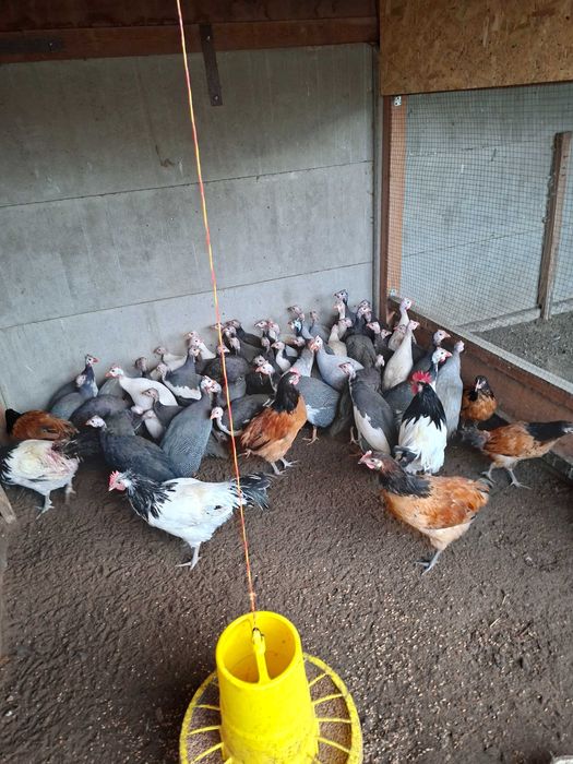 Perliczki różne kolory