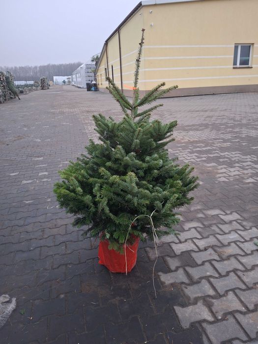 Jodła kaukaska duńska 2,00-2,50 m I-II klasa 90 zł