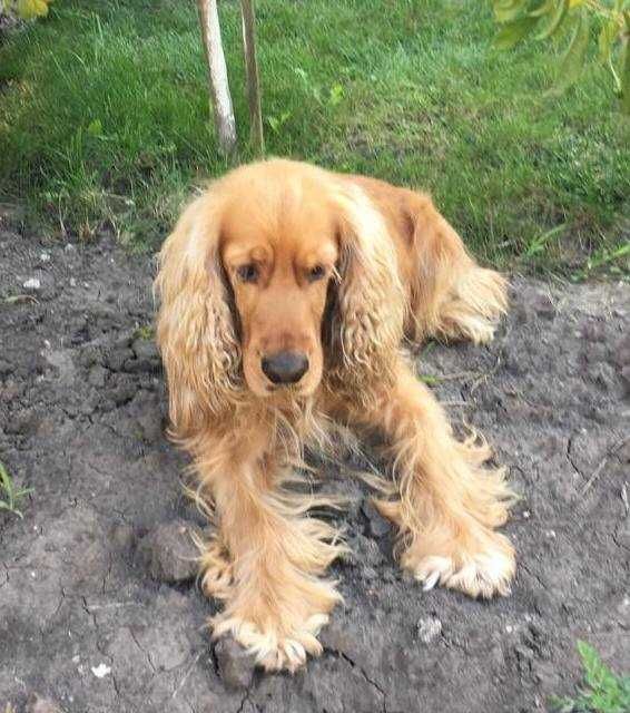 Кокер-спаніель пропонує послуги в’язки!