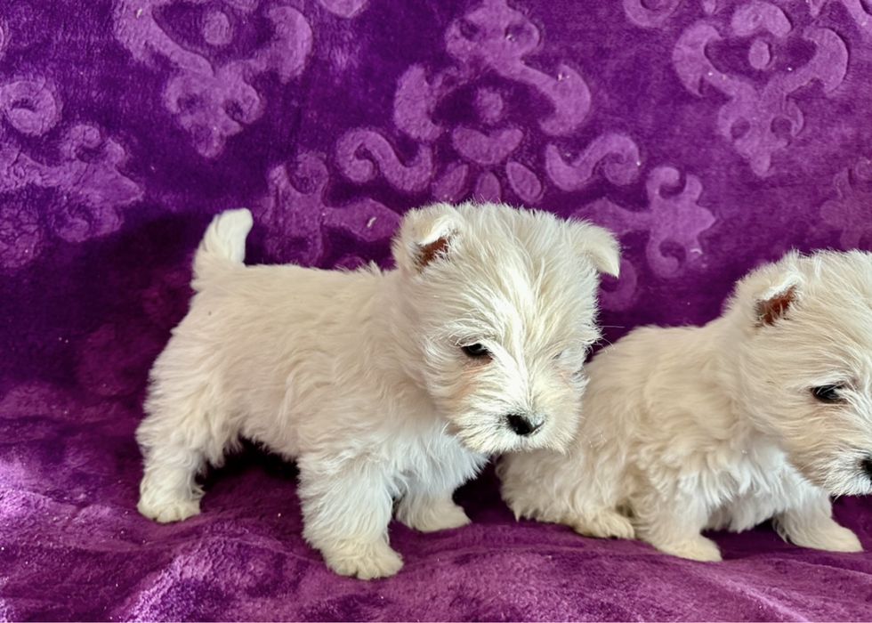 West Highland white terrier