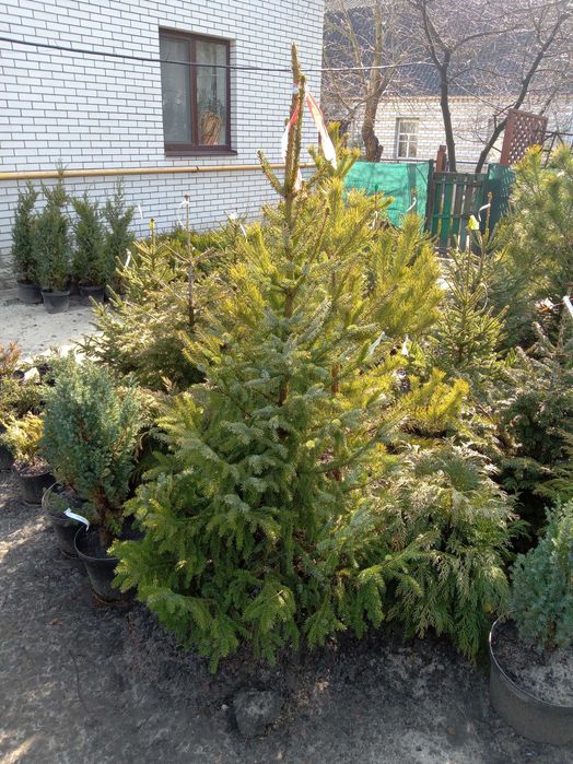Ель Глаука, Сербская, Смерека. от двух до четырех метров.Большой выбор