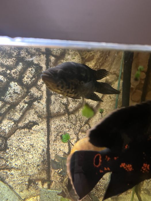 Parachromis managuensis Pielęgnica managuańska