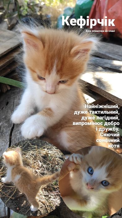 Кіт чорний рудий кот рыжий черный