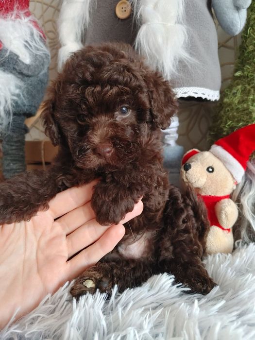 Хлопчик коричневого той пуделя