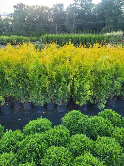 Tuje,tuje żółto golden szmaragd