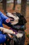 Kross, czyli wesoły mix labrador i husky