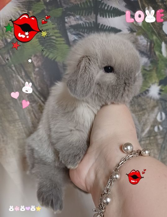 Króliczki mini lop mianiaturka hodowla zarejestrowana