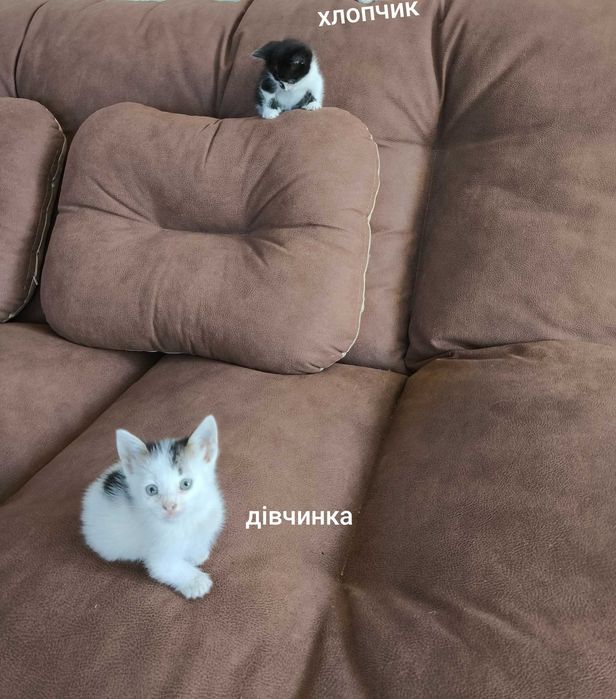 Віддам домашніх кошенят в добрі руки