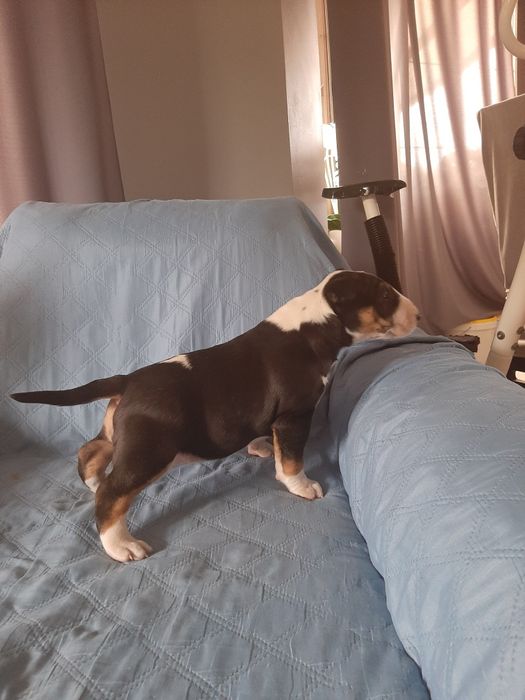 Bulterier standard-suczka