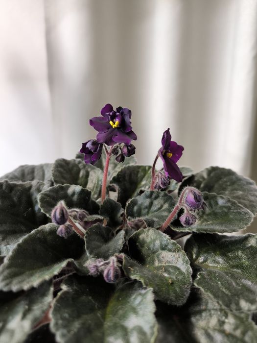 Дітки фіалок (мікс сортів). Також є листочки для вкорінення.