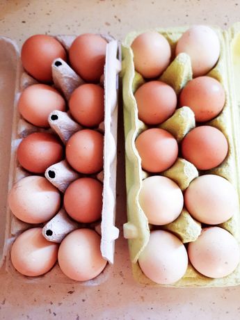 Duże ekologiczne  świeże  wiejskie jajka.