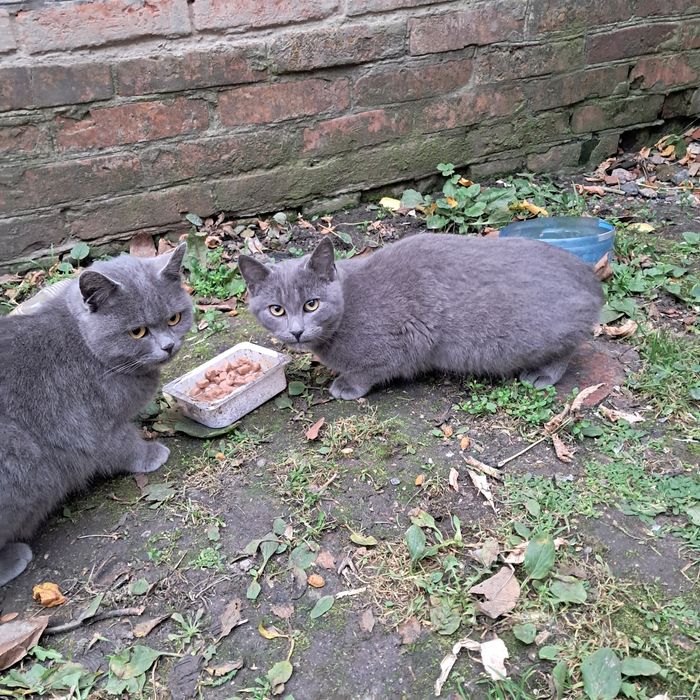 Кошечка и котик в добрые руки