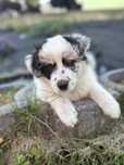 Border Collie Blue Merle -piesek