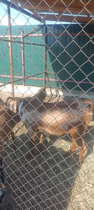 Паровка кіз англонубійським козлом