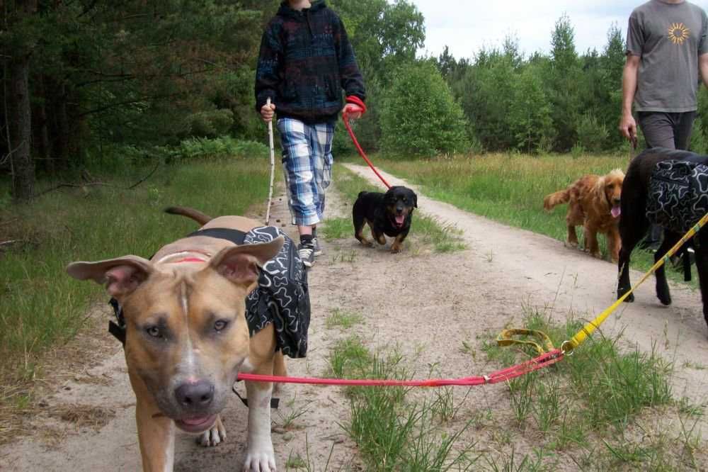 psi psycholog, psi behawiorysta, zaklinacz psów, szkolenie właścicieli