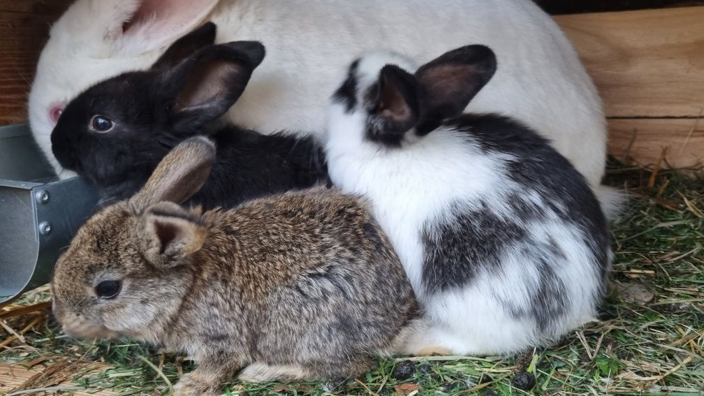 Młode króliki różne srokacze, wiedeńskie mieszańce