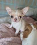 Chihuahua krótkowłosa FCI ZKWP Piesek