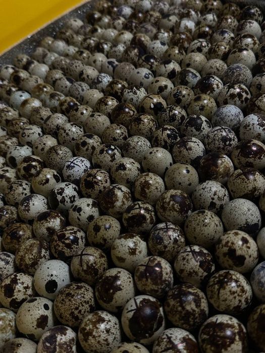 Инкубационное яйцо