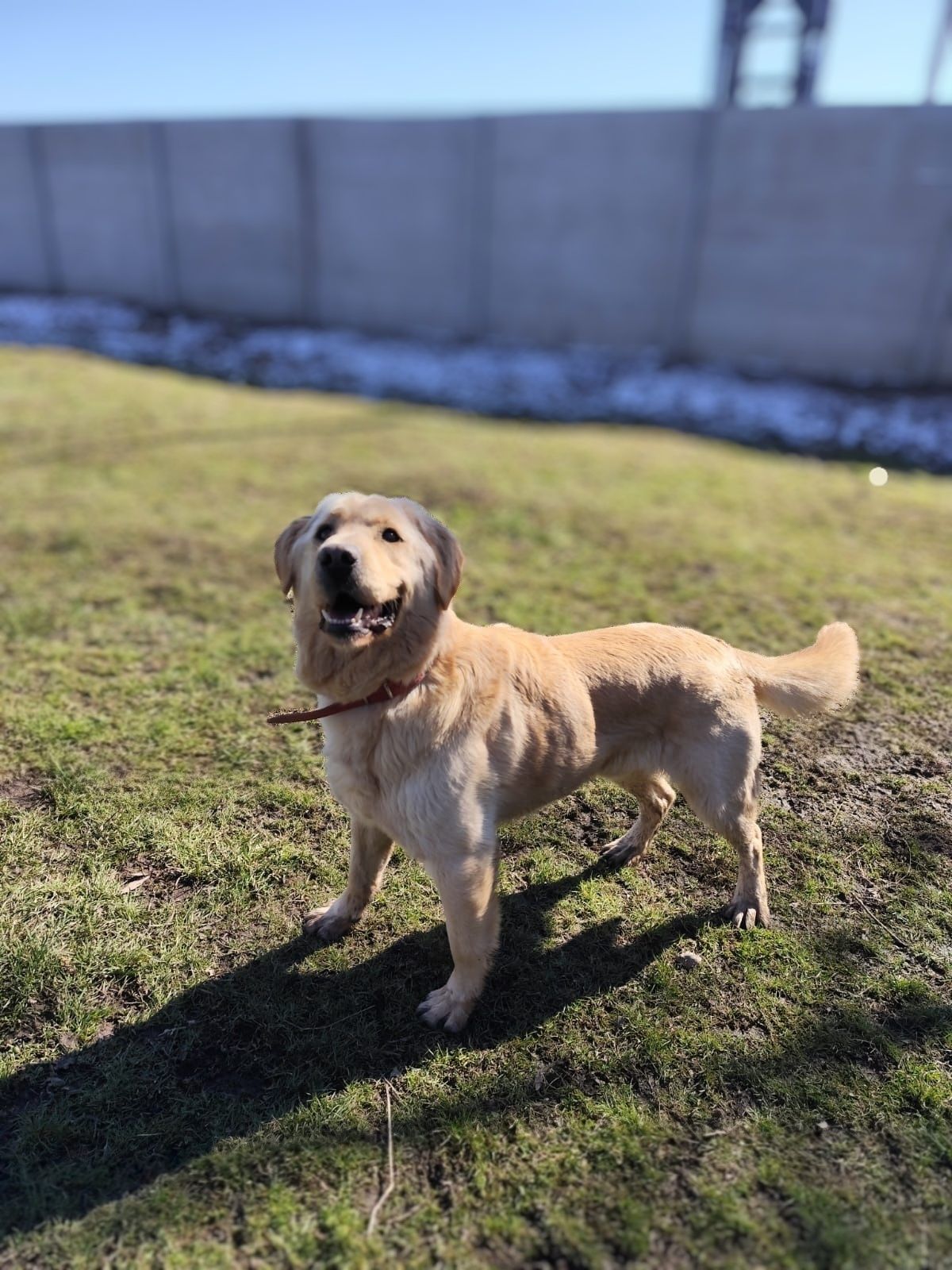 Szogun w typie Labrador szuka domu