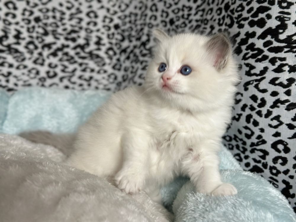 Kotka ragdoll do hodowli rodowód  FPL